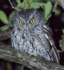 Megascops trichopsis