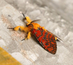 Mpanjaka gentilis