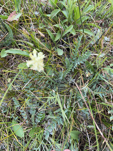 late yellow locoweed