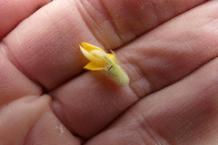 Aspalathus aspalathoides