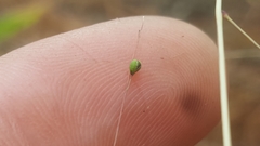 Kellochloa verrucosa