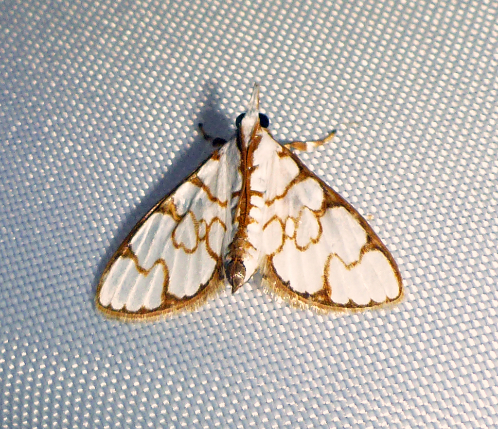 Cirrhochrista oxylalis