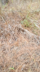 Kellochloa verrucosa