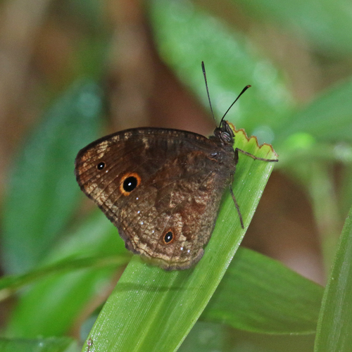 Heteropsis andravahana