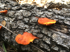 Pycnoporus sanguineus image