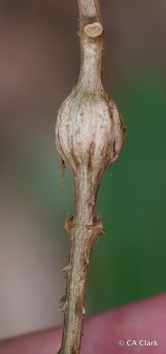 Medium