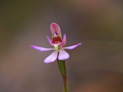 Caladenia bartlettii