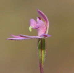 Caladenia bartlettii
