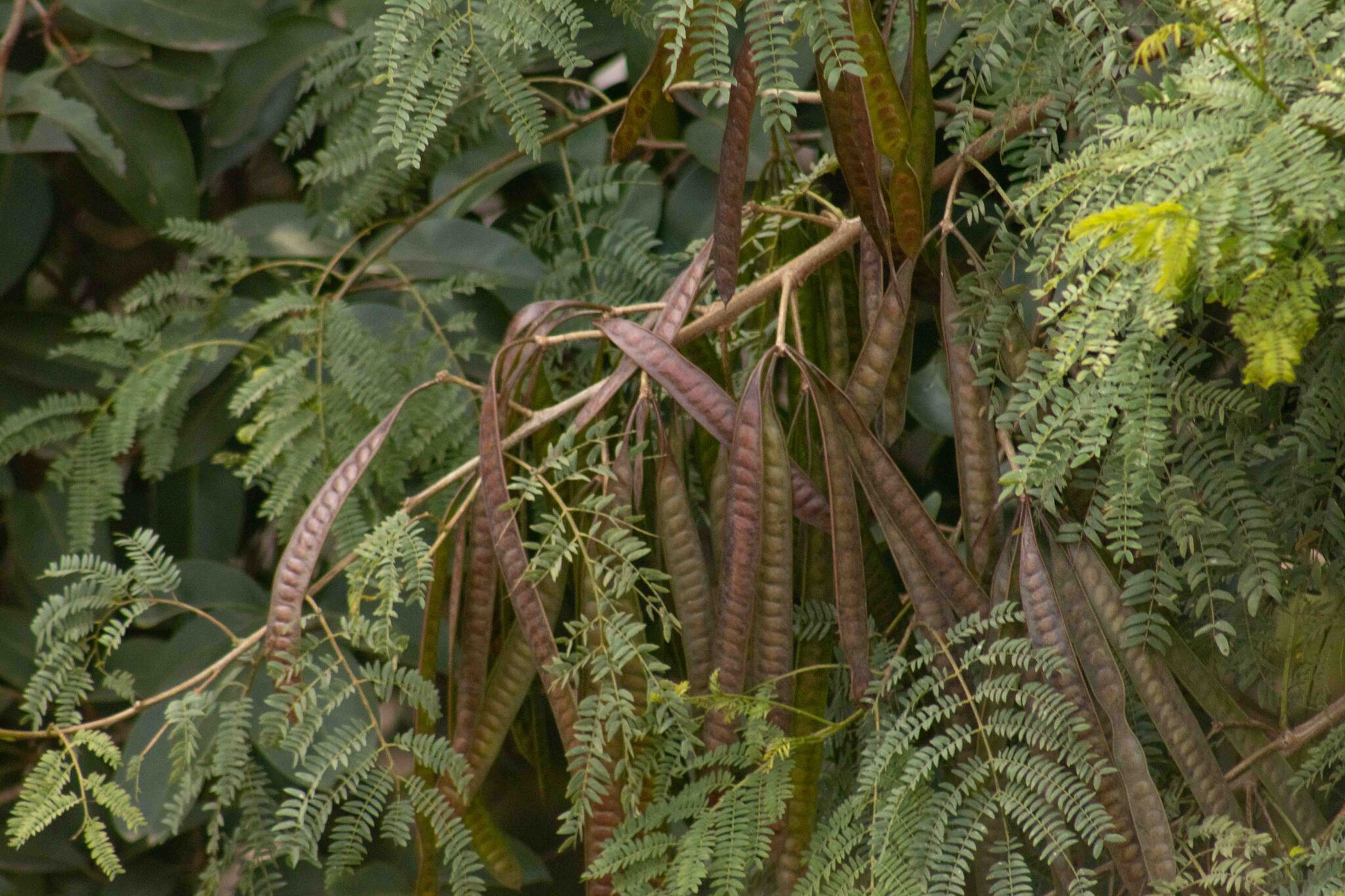 Leucaena leucocephala