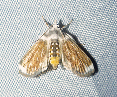 Obtusipalpis brunneata