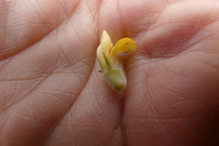 Aspalathus aspalathoides