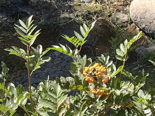 California mountain ash (Sorbus californica)