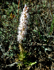 Orostachys thyrsiflora