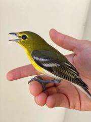 Vireo flavifrons image