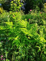 Pteridium latiusculum japonicum