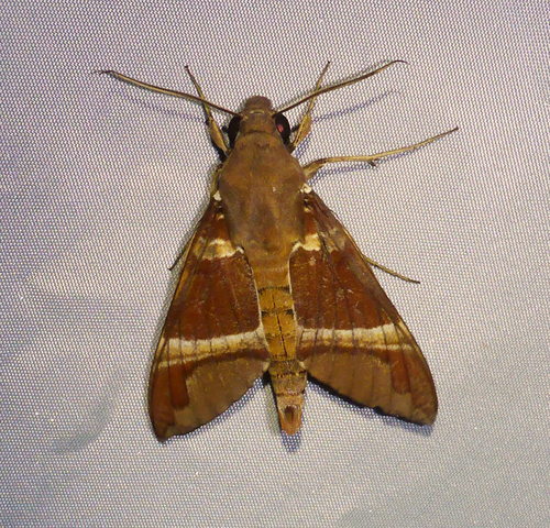 Nephele oenopion