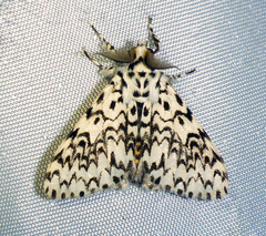 Lymantria polysticta