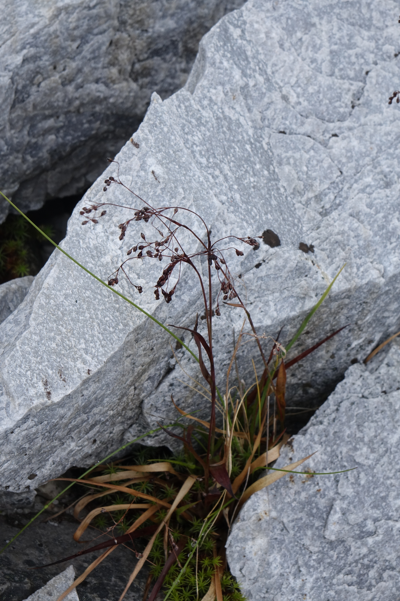 Wahlenberg's Woodrush (Luzula wahlenbergii)