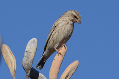 Crithagra atrogularis