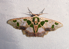 Archichlora trygodes