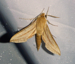 Hippotion balsaminae