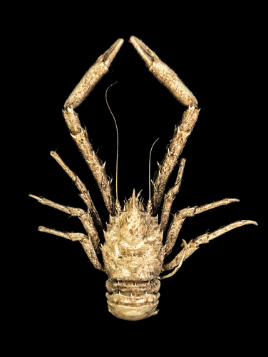 Munidopsis plumatisetigera