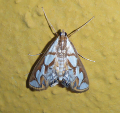 Orphnophanes ankarampotsyalis