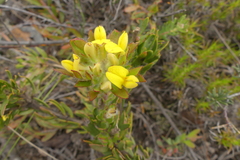 Aspalathus aspalathoides