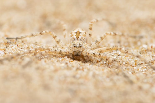 Sand Running Spider, England, GB, photo 4 of 10
