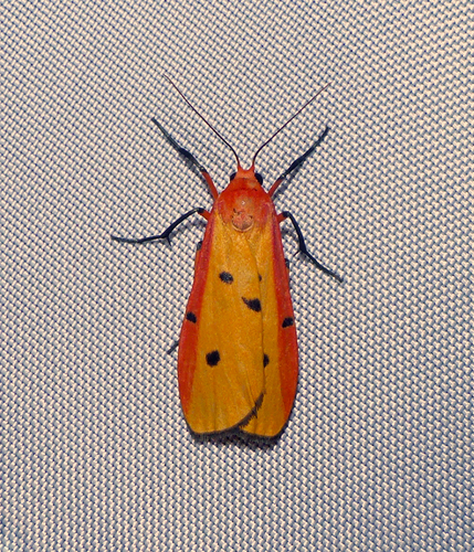 Eilema marginata