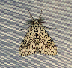 Lymantria polysticta