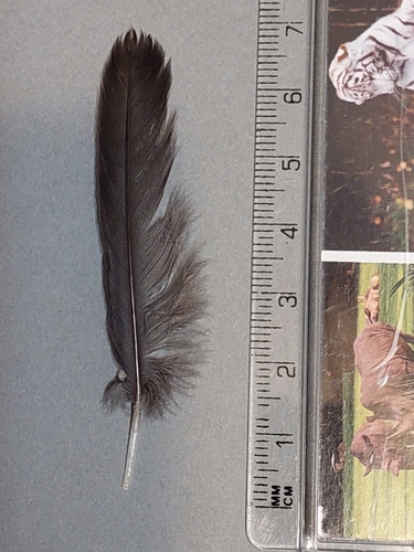Plume de Gallinule poule-d'eau
