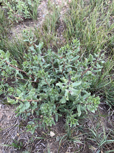 poverty weed