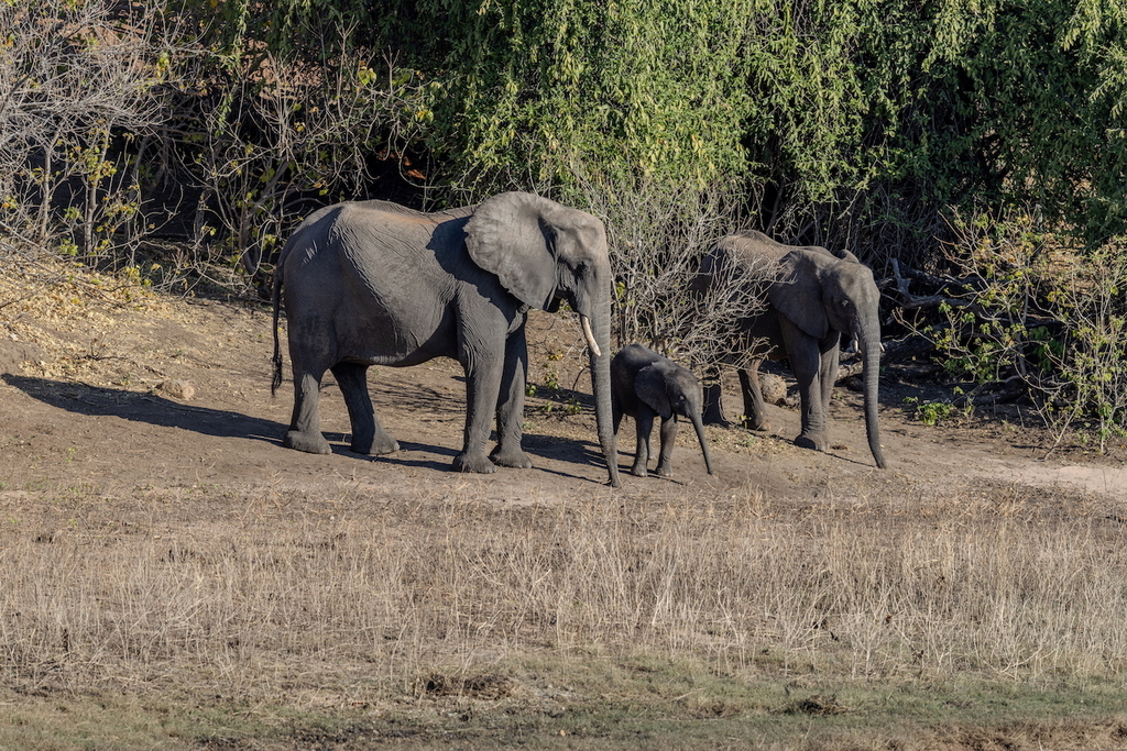 Loxodonta africana, , by Anil Madhavapeddy