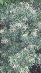 Thouinidium decandrum