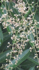 Thouinidium decandrum