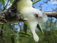 Cephisus siccifolius