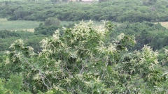 Thouinidium decandrum