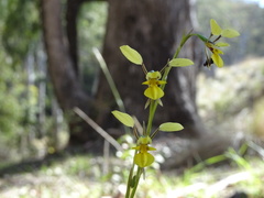 Diuris abbreviata