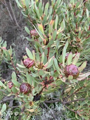 Leucadendron glaberrimum erubescens