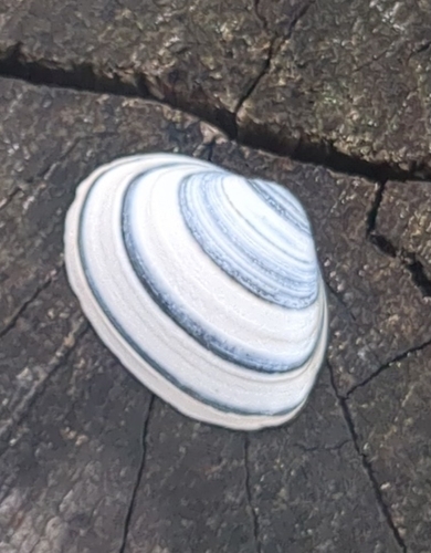 Elliptical Trough Shell, Zandvoort, Paesi Bassi, photo 6 of 10