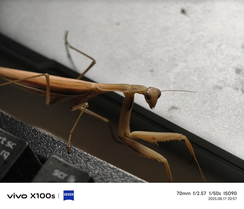European Mantis