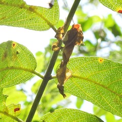 Phyllocrania paradoxa