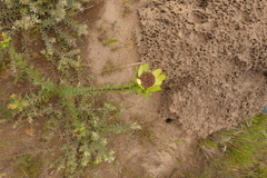 Leucadendron elimense elimense