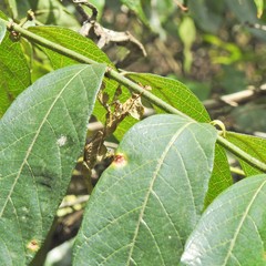 Phyllocrania paradoxa