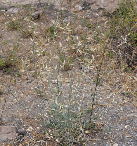 Astragalus schachdarinus