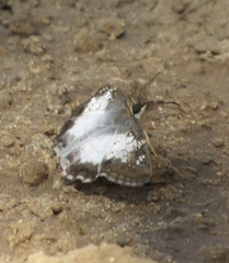 Antigonus emorsa