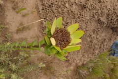 Leucadendron elimense elimense