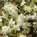 Myrcianthes - Photo (c) Santiago Mailhos, some rights reserved (CC BY-NC), uploaded by Santiago Mailhos