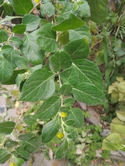 Capsicum rhomboideum